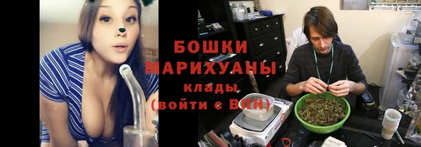 сатива Новозыбков