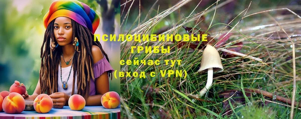 сатива Новозыбков