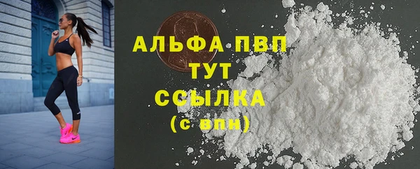 сатива Новозыбков