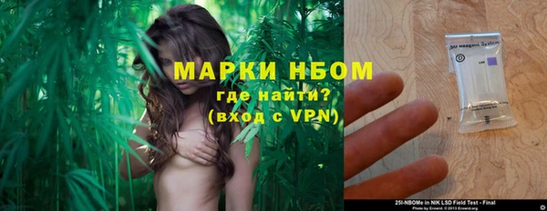 сатива Новозыбков